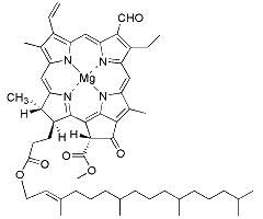 Chlorophyll b