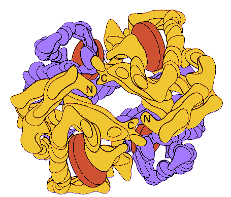 hemoglobin structure