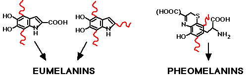Melanin monomers