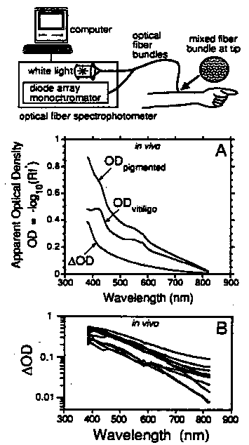 In vivo spectrometer measurements of pigmented epidermis